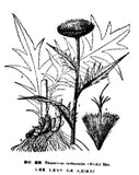 100% Rhaponticum Carthamoides (Willd) Maral Root Extract Powder 10:1  鹿根提取物